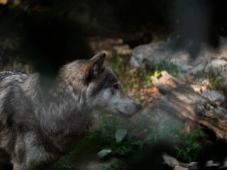 Fototapeta premium Wolf in forest