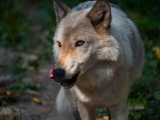 Wolf licking its lips