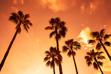 Fototapeta Palm tree silhouette on paradise sunset on the beach obraz