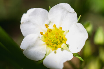 Obraz na płótnie Canvas Closeup of big white blossoming flower in garden