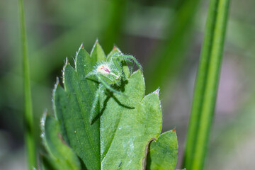 Closeup of spider on a spider web