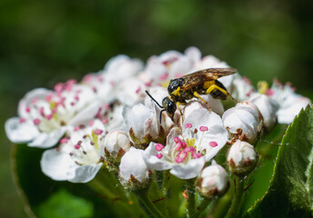 bee sitting on a white flower of blossoming tree