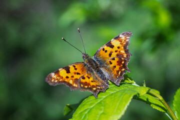 Polygonia c-album, the comma, butterfly in the wild