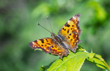 Obraz na płótnie Canvas Polygonia c-album, the comma, butterfly in the wild