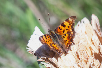 Polygonia c-album, the comma, butterfly in the wild