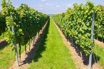 Fototapeta na wymiar Looking through two rows of vines in Rhineland-Palatinate/Germany