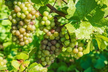 Close-up of green juicy grapes on the vine in a vineyard in Rhineland-Palatinate/Germany