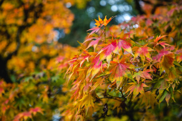 autumn trees in the park