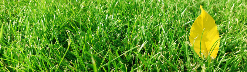 Green grass background texture. Yellow leaf on green field. Element of design