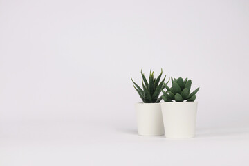 nature potted succulent plant in white flowerpot in front of white background banner with green cactus and cacti is called haworthia and pachyphytum in desert