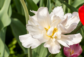 Obraz na płótnie Canvas white tulip in the garden