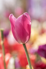pink tulips in the garden