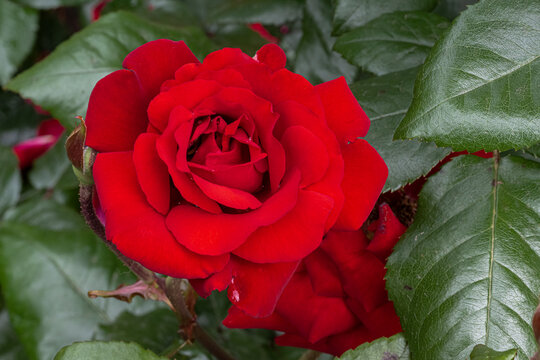 Flowers of ‘Crimson Bouquet’ Grandiflora Rose