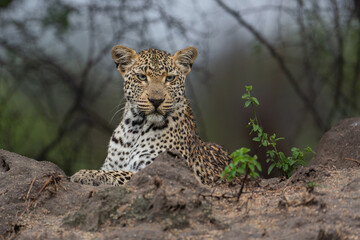 Leopard (Panthera pardus) looking for prey from a termite hill in a Game Reserve in the Greater Kruger Region in South Africa
