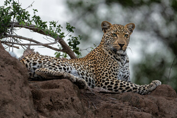 Leopard (Panthera pardus) looking for prey from a termite hill in a Game Reserve in the Greater Kruger Region in South Africa