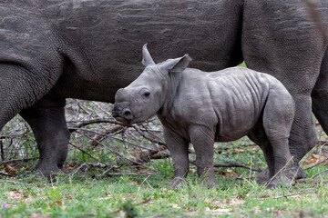 Obraz premium Baby and mother white rhinoceros in a Game Reserve in the Greater Kruger Region in South Africa