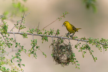 Lesser masked weaver(Ploceus intermedius) looking to a half build nest on a branch in Sabi Sands Game Reserve in the Greater Kruger Region in South Africa