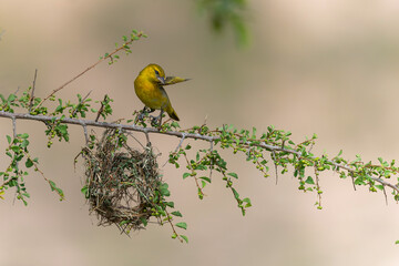 Lesser masked weaver(Ploceus intermedius) looking to a half build nest on a branch in Sabi Sands Game Reserve in the Greater Kruger Region in South Africa