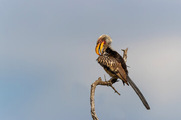 southern yellow-billed hornbill (Tockus leucomelas) in early morning light sitting on a branch in Kruger National Park in South Africa
