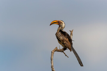 southern yellow-billed hornbill (Tockus leucomelas) in early morning light sitting on a branch in Kruger National Park in South Africa