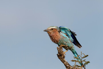 Lilac-breasted roller (Coracias caudatus) flying away in Kruger National Park - South Africa