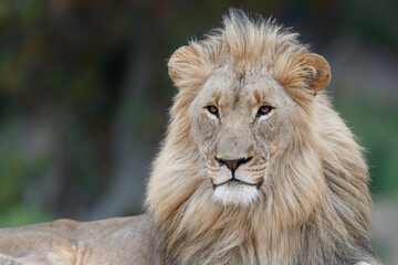 Male lion resting on a rocky hill looking over Nkamazi game reserve at Badplaas in South Africa