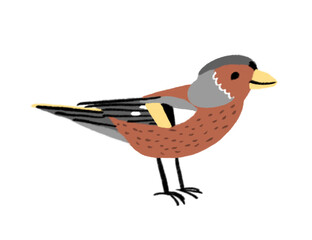 Bird, Chaffinch illustration, JPEG