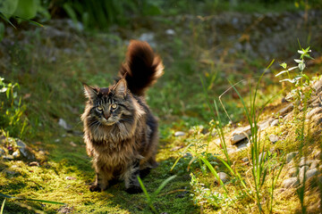 The cat looks to the side and sits on a green lawn in bushes and thickets. Portrait of a fluffy maine coon cat in nature, close up.