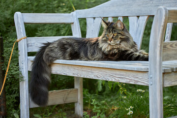 Huge noble Maine coon cat lies impressively on white bench in the garden and looks at the camera.