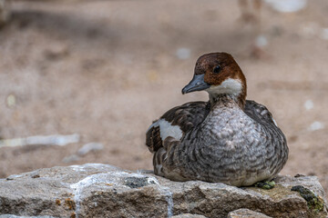 Sitting Female Smew (Mergellus albellus)