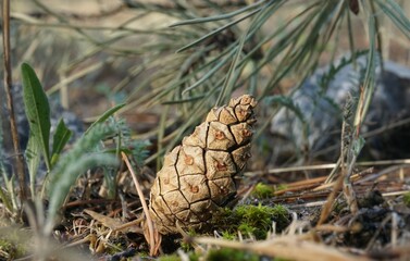 Pine cones in the forest