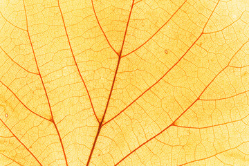 Macro photo of autumn yellow elm leaf natural texture as organic background. Fall colored leaves texture close up with veins, autumnal foliage, beauty of nature. Botanical design wallpaper