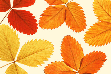Close up autumn strawberry leaves with natural texture on beige as minimal botanical background. Natural fallen autumn leaf with veins, colorful autumnal foliage. Seasonal fall leaf
