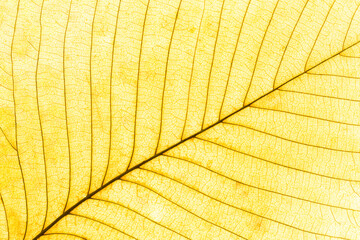 Macro photo of autumn yellow alder leaf with natural texture as natural background. Fall colors photo with yellow leaves texture close up with veins, autumnal foliage, beauty of nature.