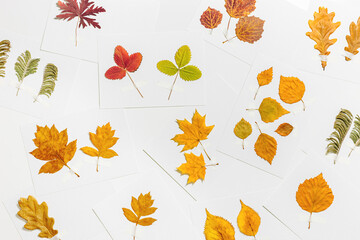 Autumn herbarium flat lay with sticking leaves on paper cards. Top view background with pressed colorful dry leaves from diffrent trees, creative hobby, craft handmade diy with natural materials
