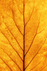 Macro photo of autumn yellow orange elderberry leaf natural texture as organic background. Fall colored leaves texture close up veins, autumnal foliage, beauty of nature. Botanical design