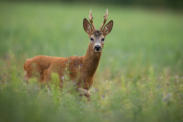 Naklejka na ściany i meble Side view of a roe deer, capreolus capreolus, buck looking to the camera and coming closer on a meadow with green grass in summer nature. Mammal with large antlers walking on the field.