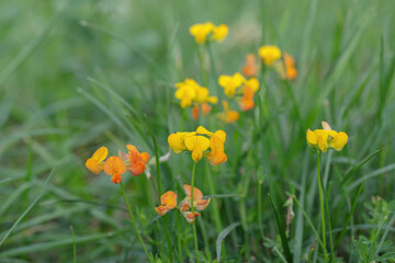 Blossom's of bird's foot trefoil  (Lotus corniculatus) in different color shades.