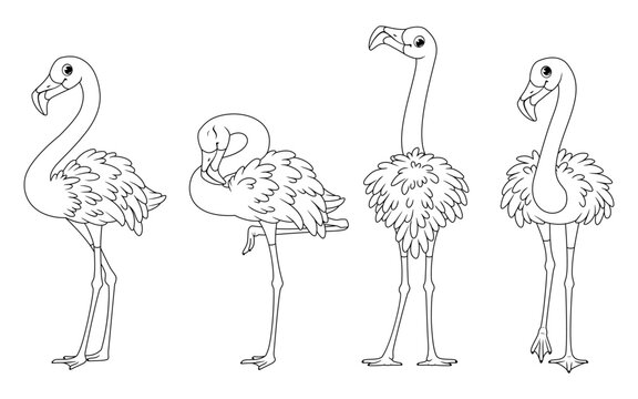 Tropical birds. Set of greater flamingos, outline vector cartoon illustration