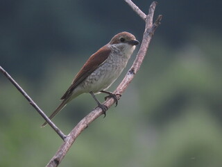 Red-backed shrike (Lanius collurio) perched in a sea buckthorn bush. Adult female red-backed shrike in front of a blurry background.