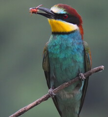 Fototapeta na wymiar European bee-eater (Merops apiaster) perched on an isolated branch making eye contact with the camera holding a red insect in it's beak, in front of a blurred background.