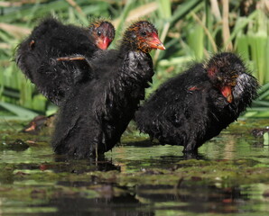 Naklejka premium Juvenile eurasian coots (Fulica atra) at the edge of the water, main subject waving to the camera. Young chicks preening.