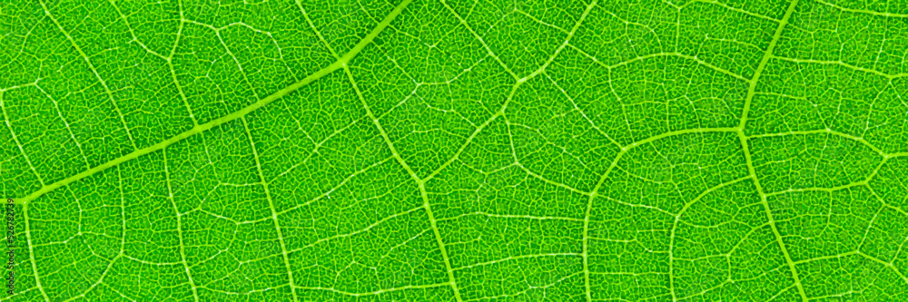 Poster horizontal green leaf texture for pattern and background,vector illustration