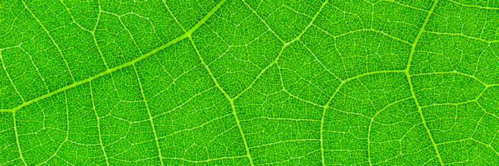 horizontal green leaf texture for pattern and background,vector illustration