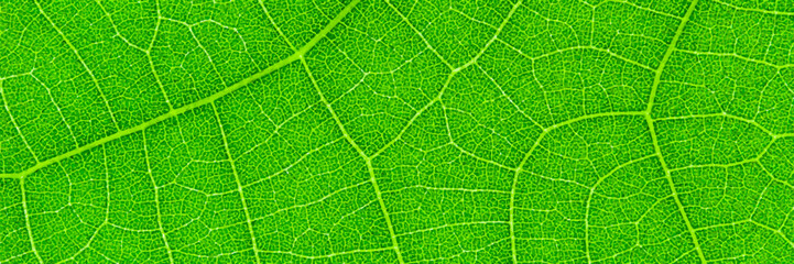 horizontal green leaf texture for pattern and background,vector illustration