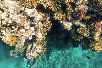Fototapeta na wymiar The coral reef is vibrant and vibrant in the blue clear sea water.