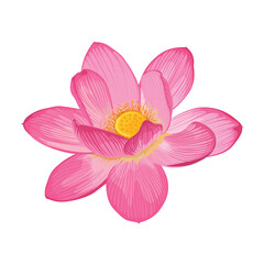 Fototapeta na wymiar Lotus flower, Waterlily and Nymphaea nouchali. Botanical illustrations. Japanese traditional flower.