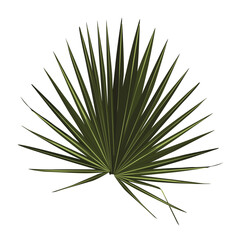 Naklejka na ściany i meble Exotic plant of palmetto flower, isolated tropical leaves of summer or spring. Flora and vegetation, botany bushes details of organic flowers. Fan palm leaves.
