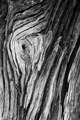 Olive tree bark closeup background.
