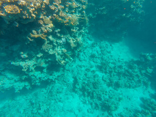 Fototapeta na wymiar Coral reef in blue transparent sea water.